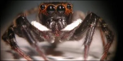 L'araign&eacute;e a 12 pattes.