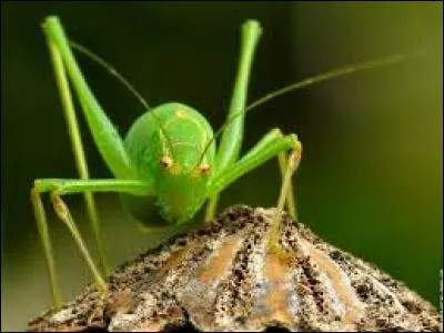 La sauterelle peut sauter 300 fois sa taille.