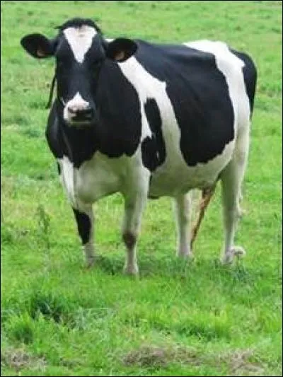 Est-ce une femelle ou un mâle ?