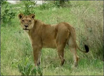 Est-ce une femelle ou un mâle ?