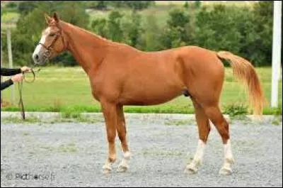 Quelle est la robe de ce cheval ?