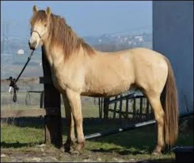 Quelle est la robe de ce cheval ?