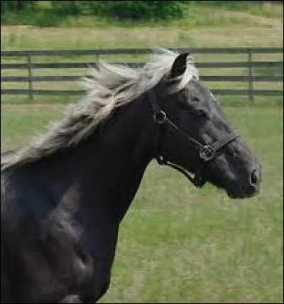 Quelle est la robe de ce cheval ?