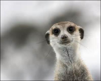 Quel est le nom scientifique du suricate ?