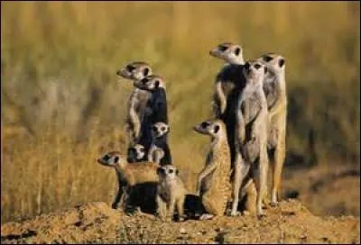 Où vit le Suricate ?