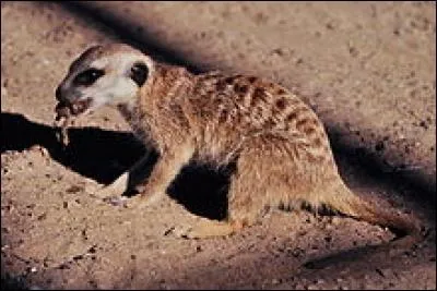 Que mange le suricate ?