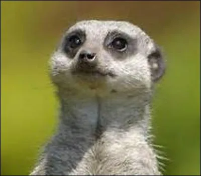 Dans quel film d'animation retrouve-t-on un suricate ?