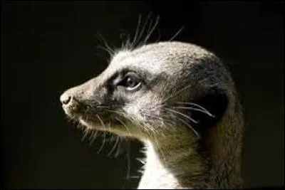 Et comment s'appelle ce personnage ? (voir question 5 )