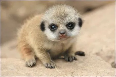 Combien faut-il de temps pour la gestation de la femelle ?