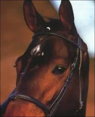 Quel est le nom de la tache de tête de ce cheval ?