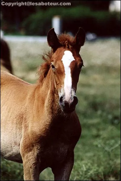 Quel est le nom de la tache de tête de ce cheval ?