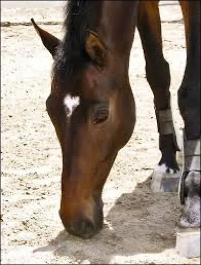 Quel est le nom de la tache de tête de ce cheval ?
