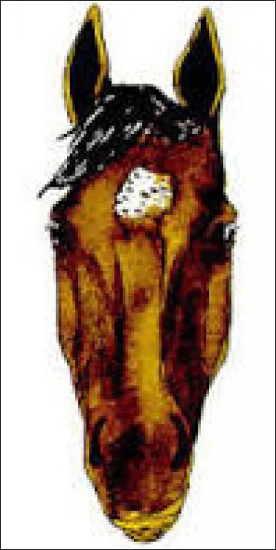 Quel est le nom de la tache de tête de ce cheval ?