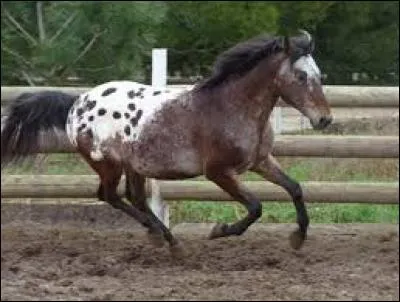 Quelle est cette race de cheval ?