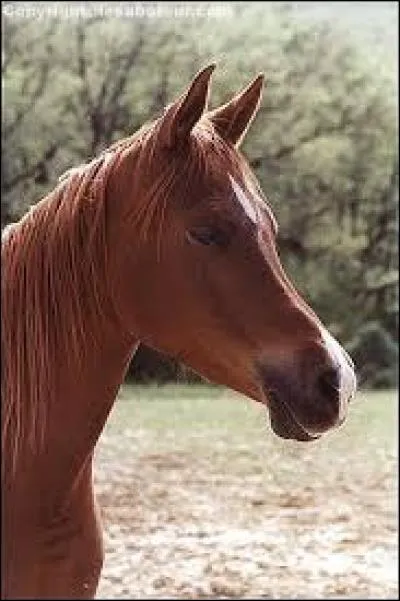 Quelle est cette race de cheval ?
