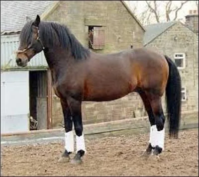 Quelle est cette race de cheval ?