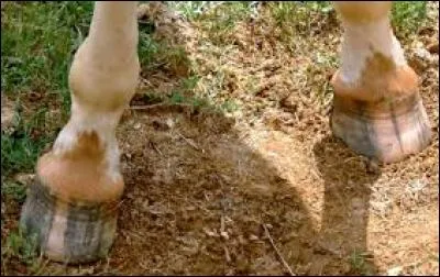 Quelle est la couleur de ce sabot ?