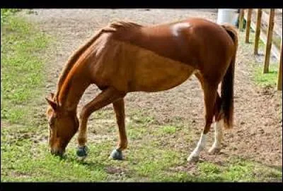 Quelle est la couleur des sabot arrière de se cheval ?