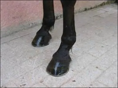 Quelle est la couleur de ce sabot ?