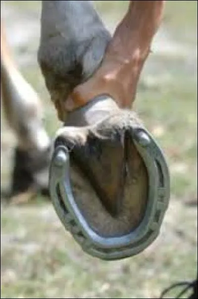 Quelle est la partie du sabot qu'il ne faut pas curer fort ?