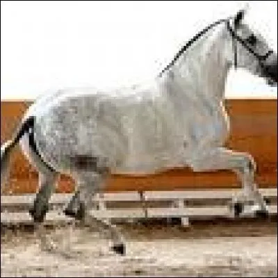 Quelle est cette race ?