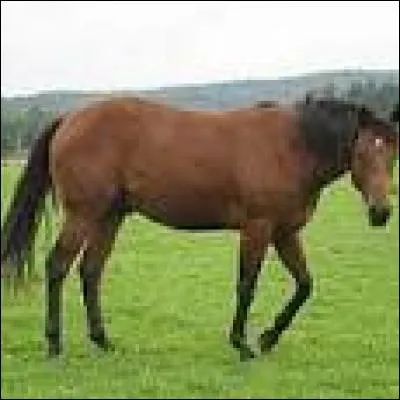 Quelle est cette race ?