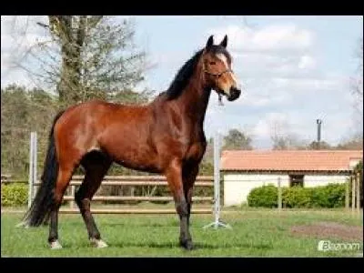 Quelle est cette race ?