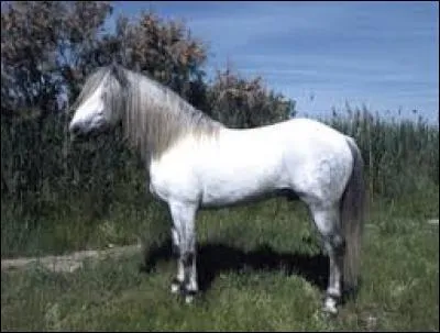 Quelle est cette race ?