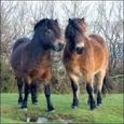 Quelle est cette race ?