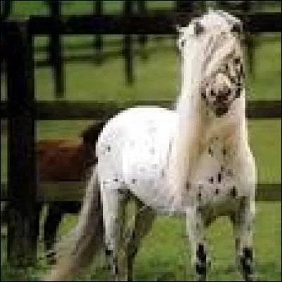 Quelle est cette race ?