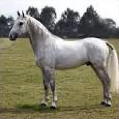 Quelle est cette race ?