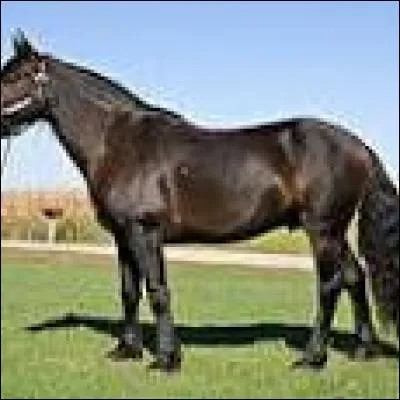 Quelle est cette race ?