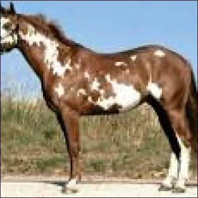 Quelle est cette race ?