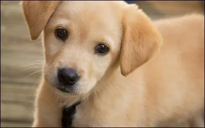 Comment s'appelle ce bébé ?