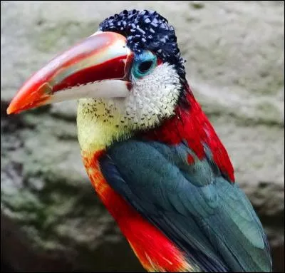 Cet oiseau fait partie de la famille des toucans. Il vit dans le bassin sud-ouest de l'Amazonie, au sud du fleuve Amazone, au Pérou, dans le nord de la Bolivie et dans l'extrême ouest du Brésil, mais dites-moi le nom de son espèce.