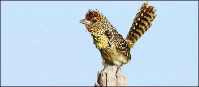 C'est l'une des 42 espèces de barbican que l'on trouve en Afrique sub-saharienne.