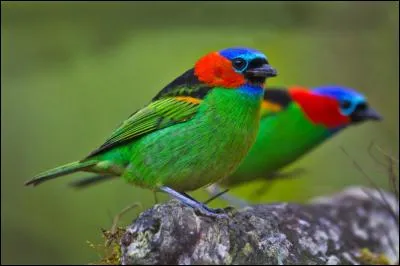 Il existe trois sous-espèces de cet oiseau tropical qui diffèrent selon la couleur de leur cou. Ils vivent dans les forêts tropicales d'Amérique du Sud, mais ils ont un nom et je suis sûr que tu veux le savoir.