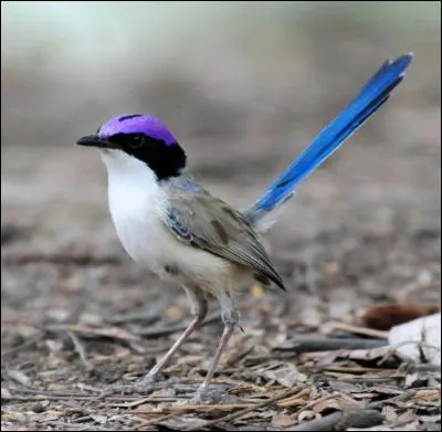 En période de reproduction, le mâle a une couronne violette sur la tête avec un trait noir au centre et un pourtour noir. Le chant de cet oiseau est différent des autres espèces de mérions, à plus basse fréquence et le plus souvent chanté en duo. mais son espèce s'appelle :