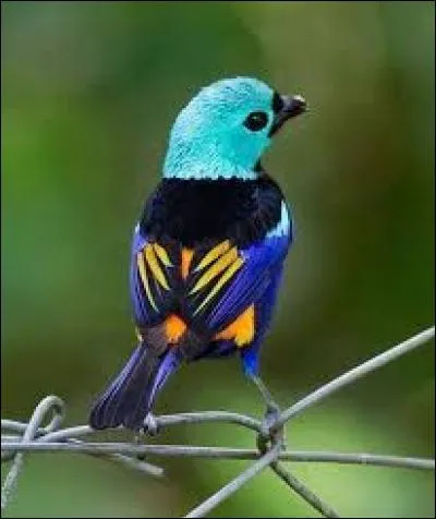 Cette petite chose est trop mignonne, mais elle ne rigole pas question beauté. Comment s'appelle cette petite star ?