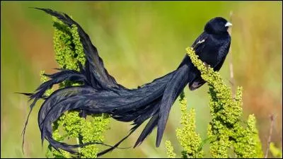 Ce bel oiseau vit en Afrique du Sud, mais vous lui donneriez quel nom ?