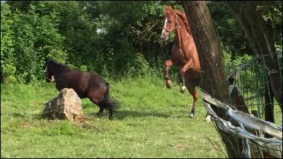 Comment s'appelle ce mouvement pour un cheval ?