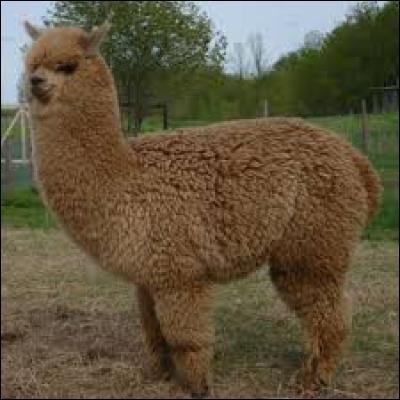 Cet animal s'appelle un lama.