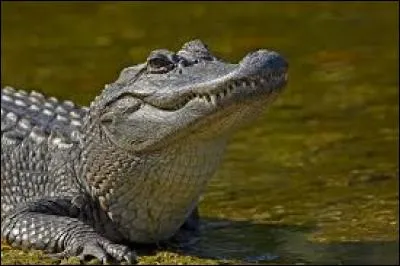 Cet animal s'appelle un crocodile.