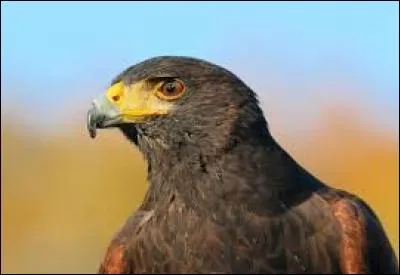 Cet animal s'appelle un aigle.