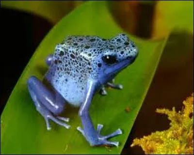 Cet animal s'appelle une grenouille.