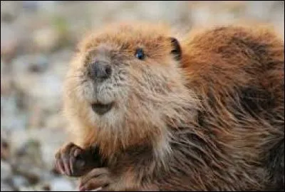 Cet animal s'appelle une marmotte.