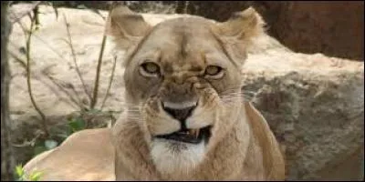 Cet animal s'appelle un lion.