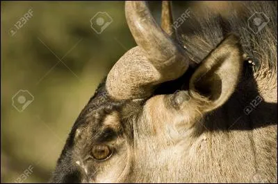 Prêtez-moi une oreille attentive !