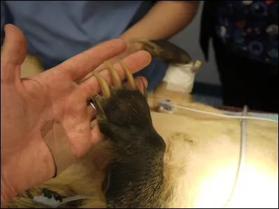 La photo peut paraître un peu rasoir, mais vous devez reconnaître ce qu'il y a au bout de cette patte !