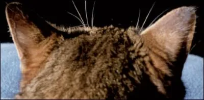 Trouvez le propriétaire des oreilles !